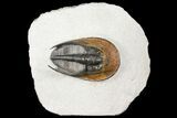 Harpes (Scotoharpes) Trilobite - Orange Head Shield #125079-2
